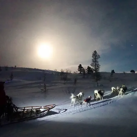 Wild Caribou's Wildwood