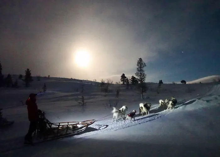 Wild Caribou's Wildwood