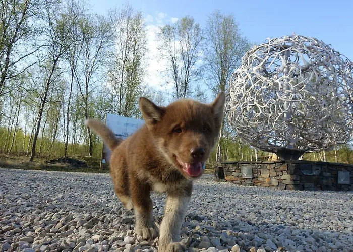 Lodge Wild Caribou's Wildwood